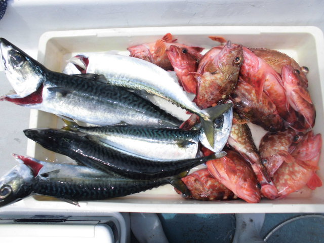 極太マサバ&良型カサゴで爆釣です!