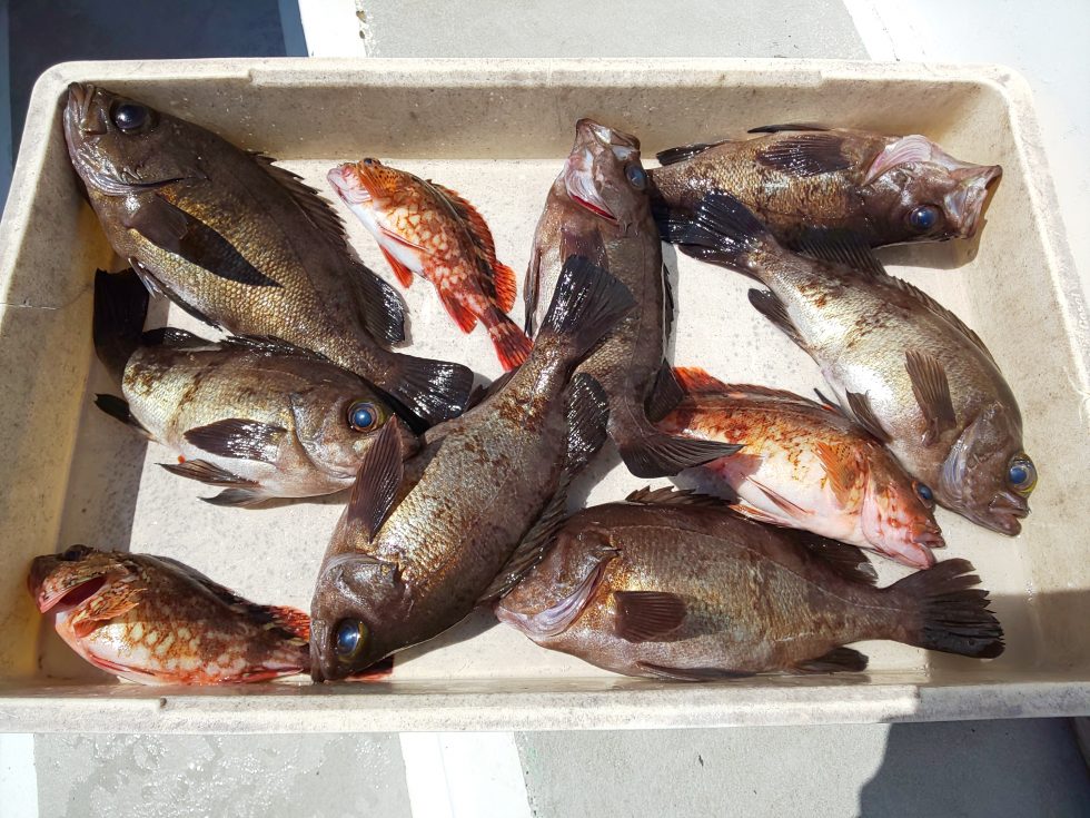 価値あるメバル！