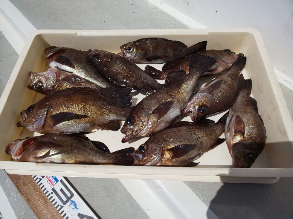 尺メバルが凄過ぎた！