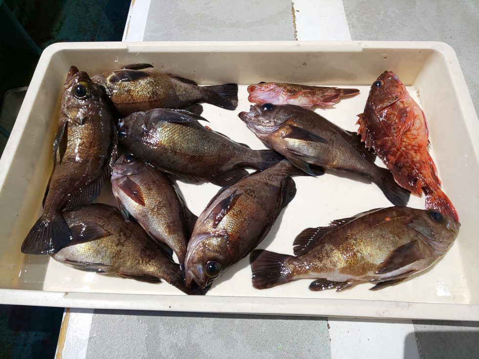 港前の絶品メバル！