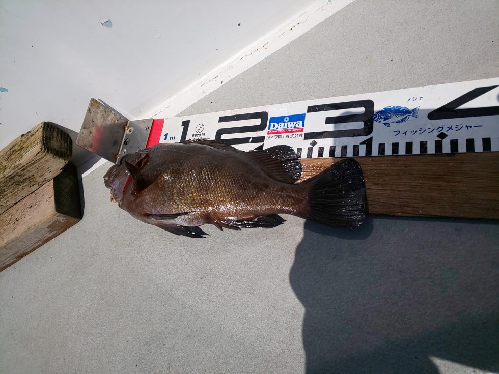 夢の尺メバルが凄い！