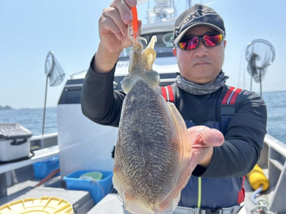 まだまだ肉厚コウイカ続々!