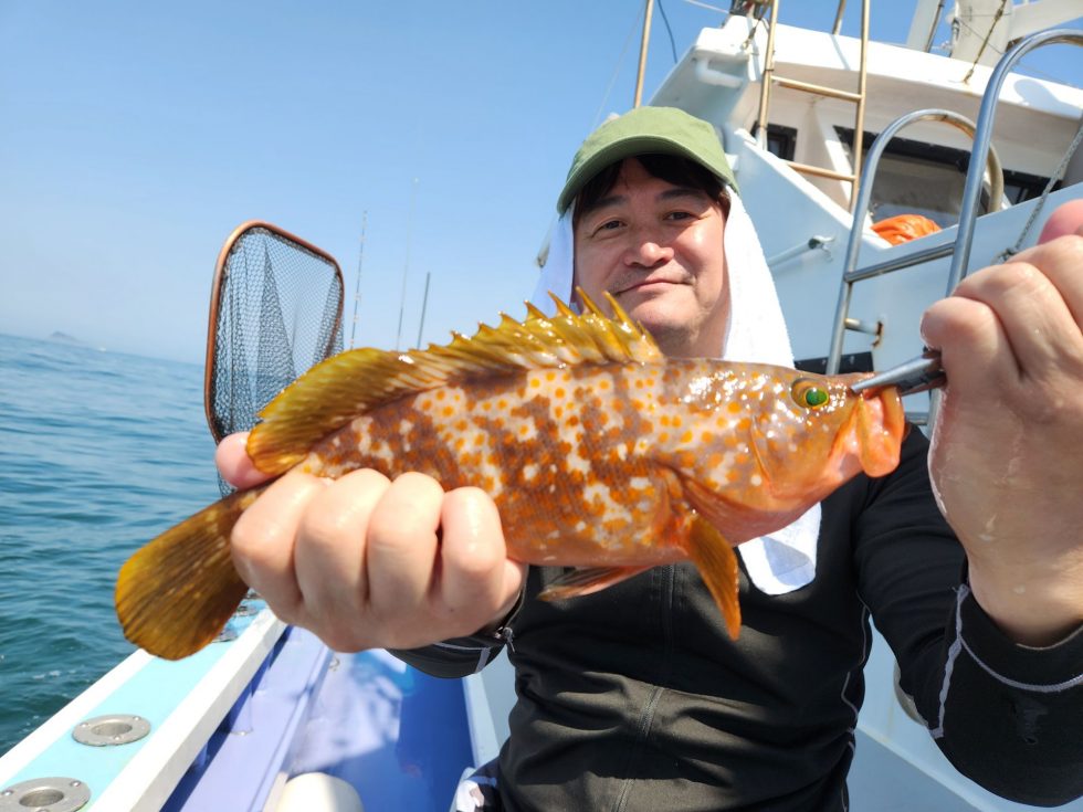 活きウタセエビのエサでキジハタ!