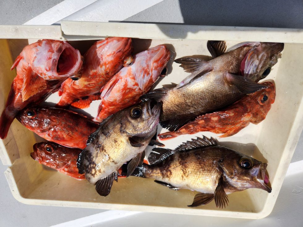 ウタセ五目釣り絶賛予約受付中!