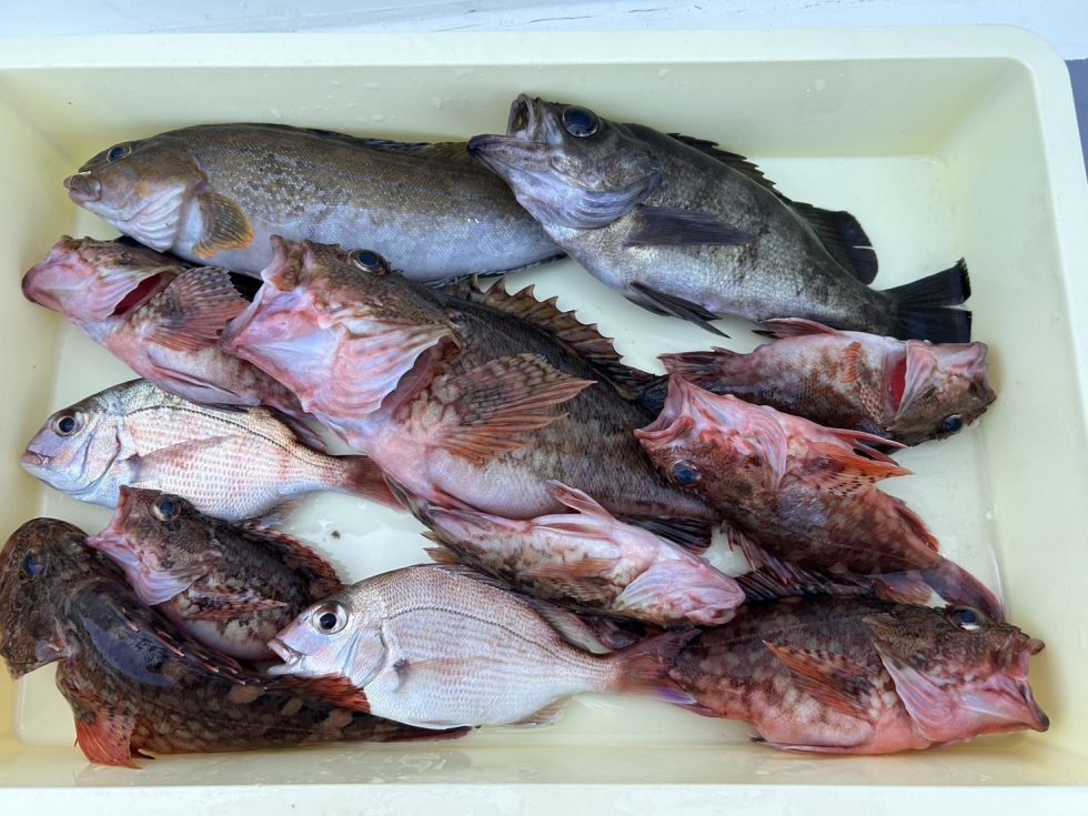 明日もウタセ五目釣り出船確定です!宜しくお願いします