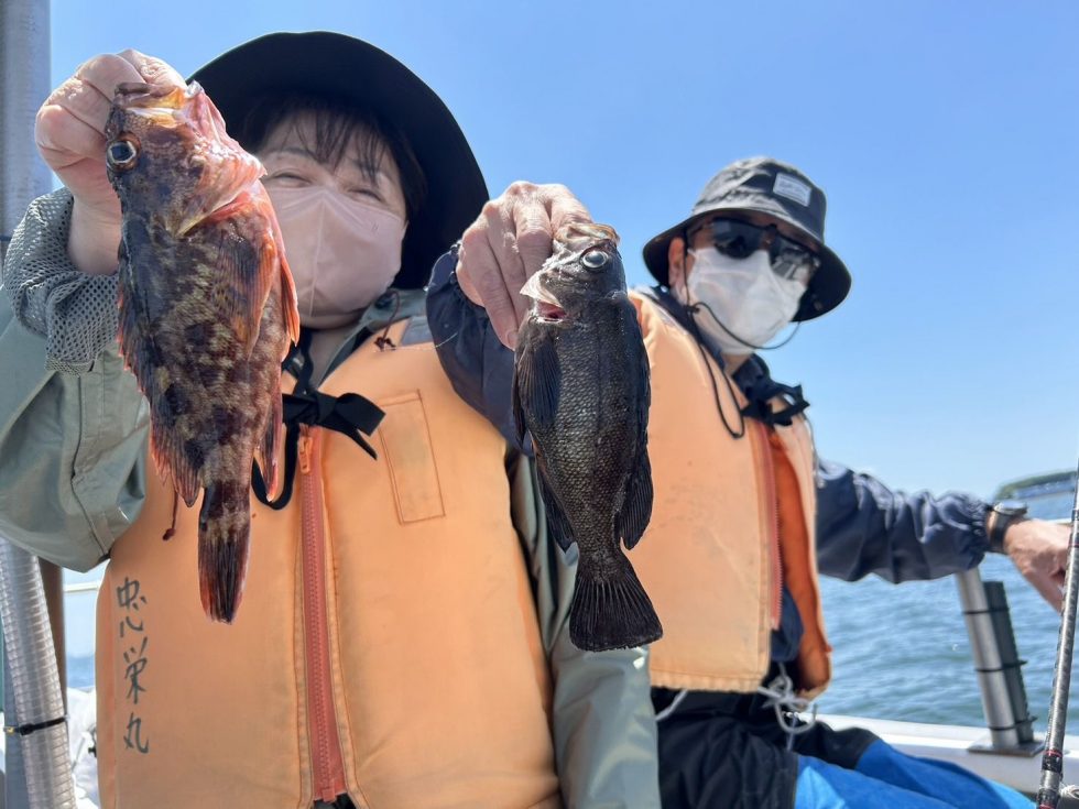 メバルチャンス!