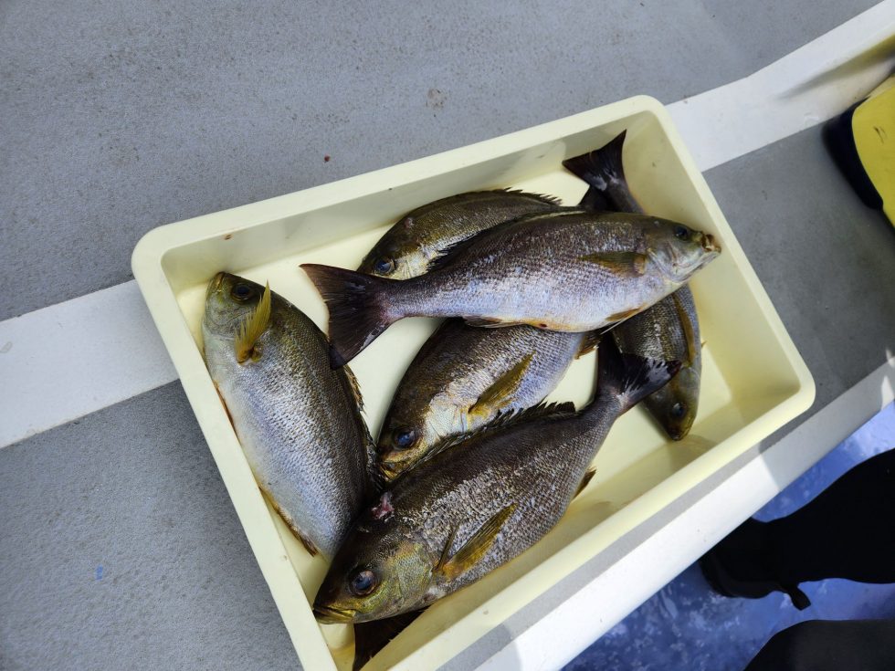 明日もイサキ釣り出船確定です!空きたくさん、宜しくお願いします!