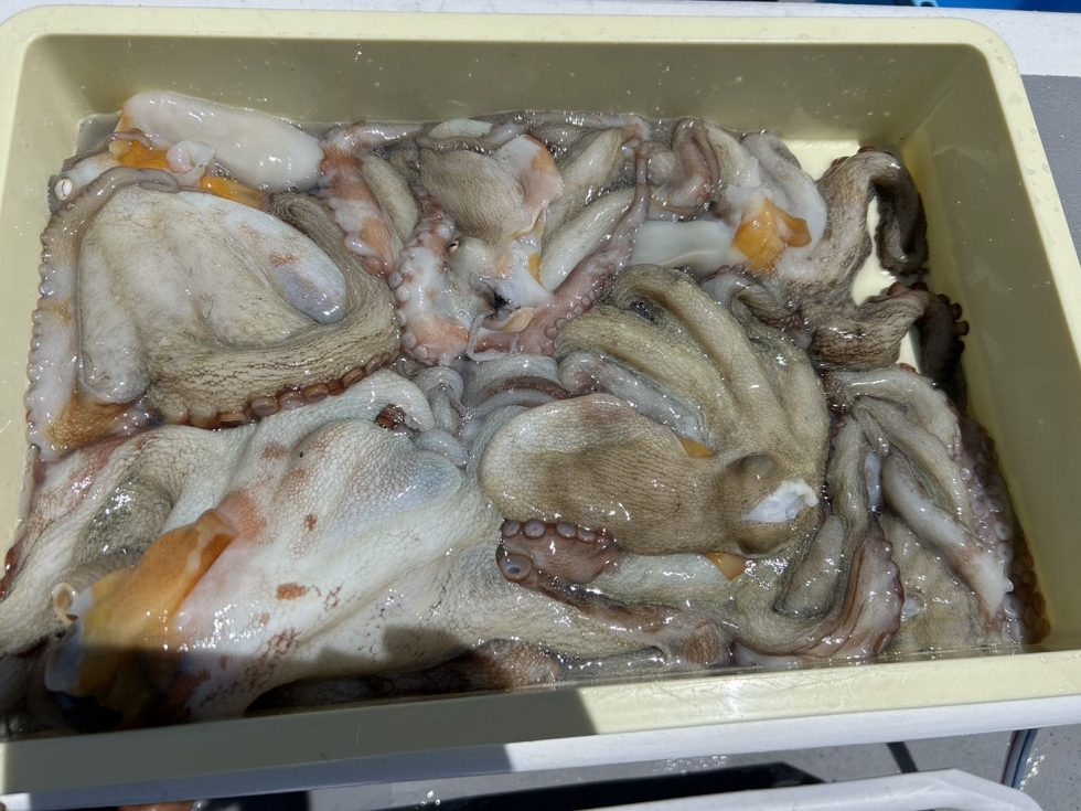 朝便タコ釣り出船中！