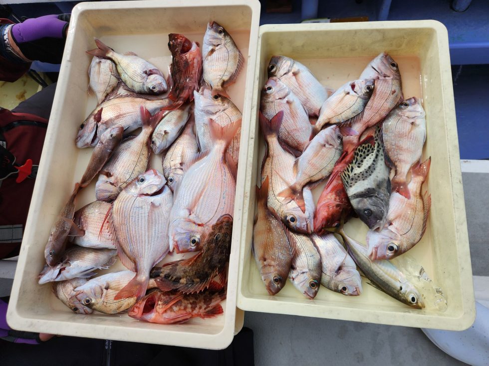 活きウタセエビで多彩な釣果を狙って釣行!