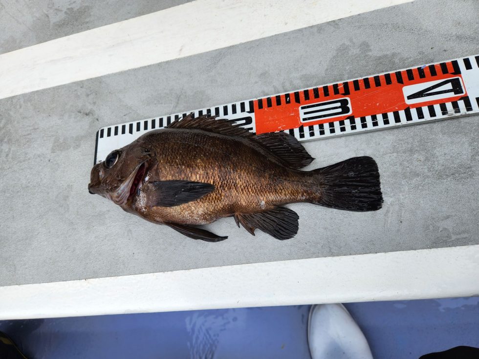 32㎝特大メバルが凄い!