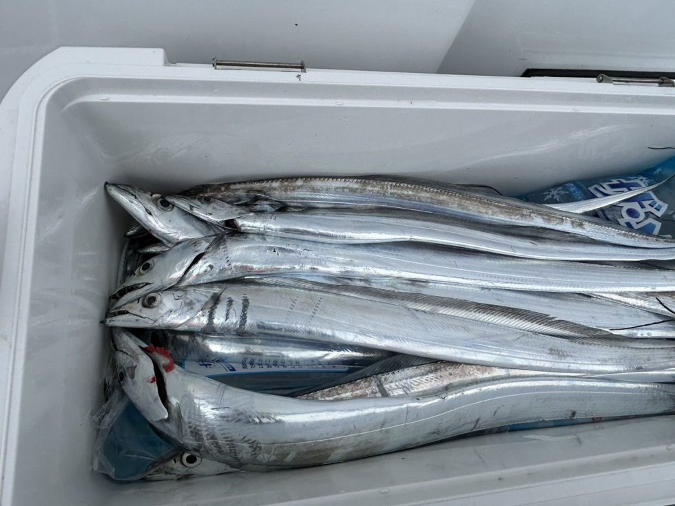 明日(日)も出船確定!