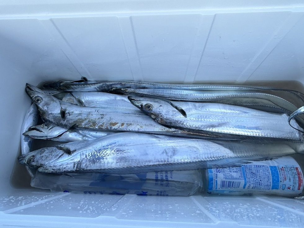 まだまだテンタチ専門にて出船!予約受付中!