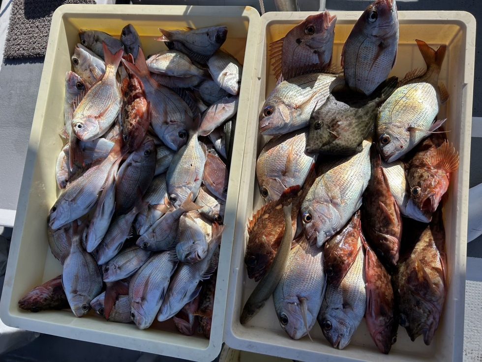 恒例活きウタセ五目釣り!がすごい!