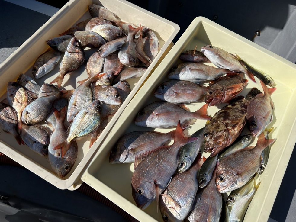 活きウタセエビ整うことあれば出船したいところですね