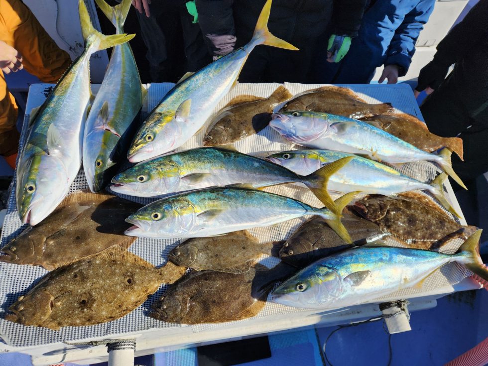 イワシ泳がせ明日(金)も出船確定しました!