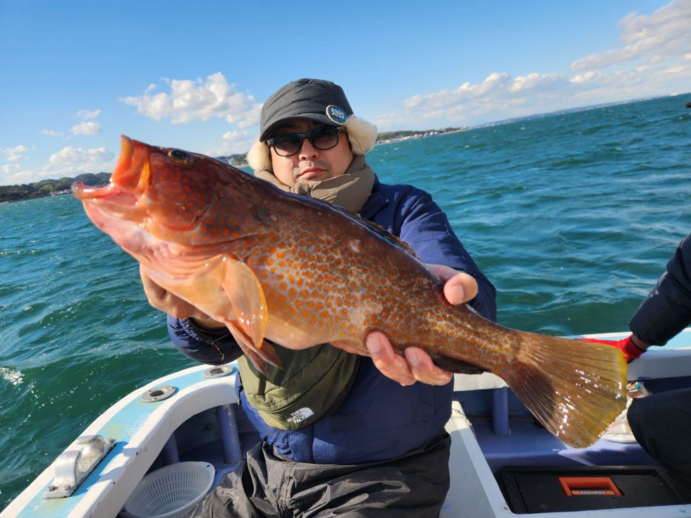 活きイワシに食ったキジハタがデカイ!