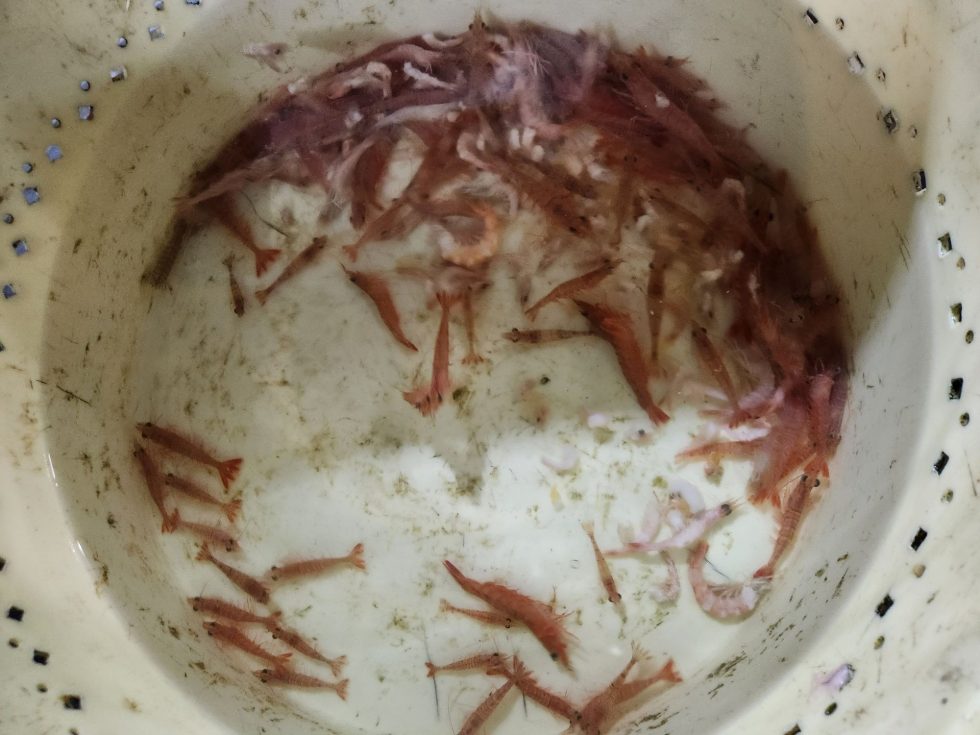 活きウタセエビで堪能でしたね