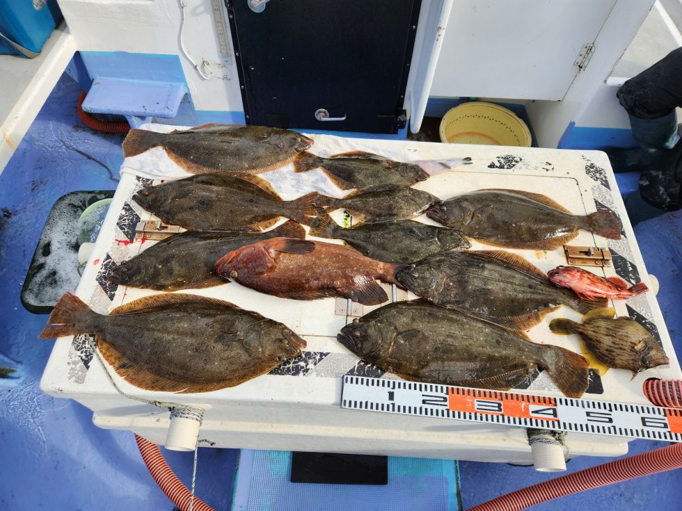 明日(日)も泳がせ出船確定!空き多数。