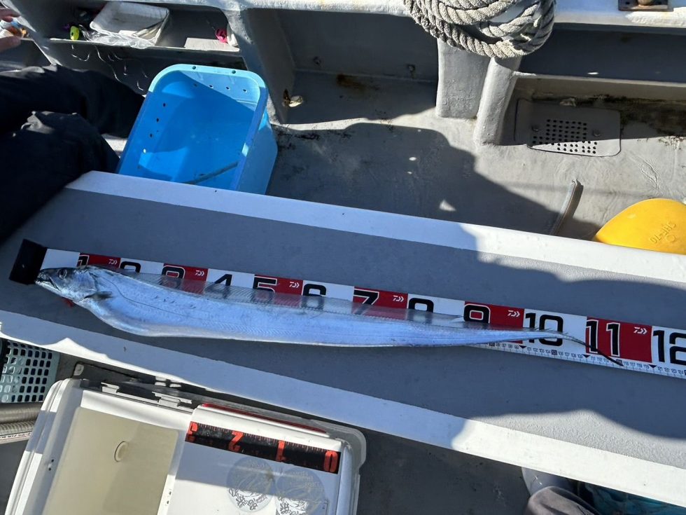 115㎝！伊良湖水道まだまだ大型潜んでます！