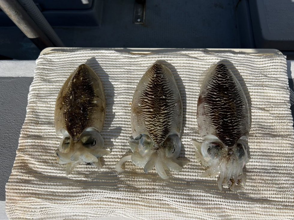 コウイカ釣り予約開始!