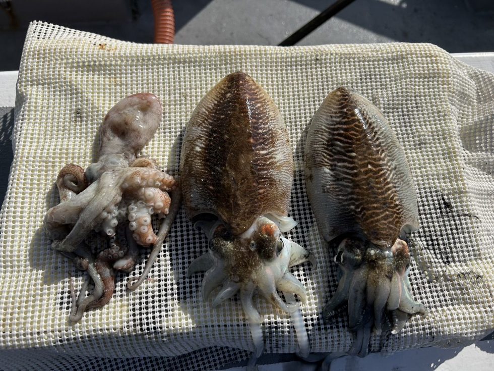 明日も人数集まればコウイカ釣り、泳がせ釣り出船です！