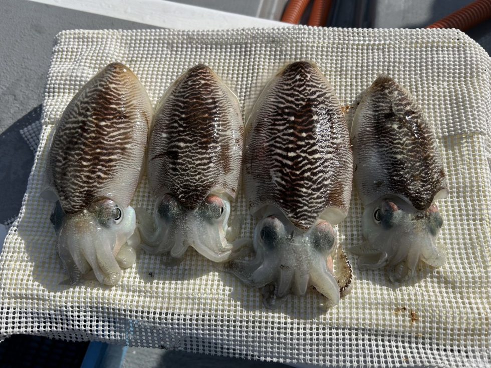 絶品コウイカチャンス！