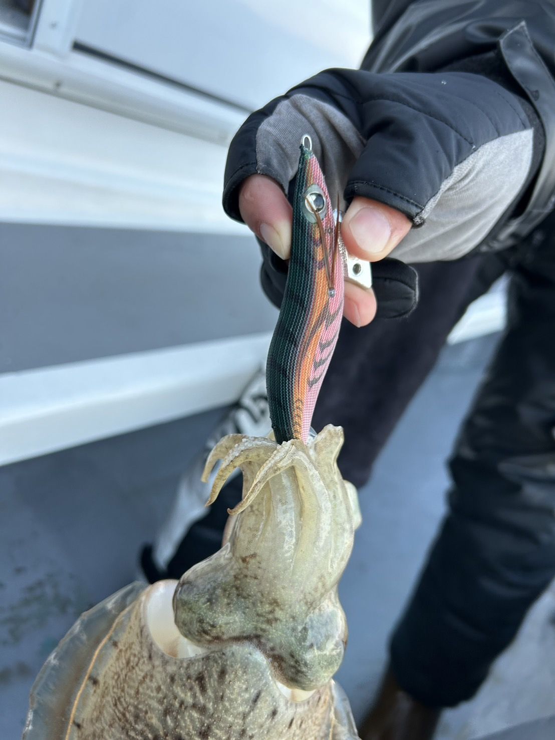 エギ、仕掛け、タックル等イシグロさんへ！