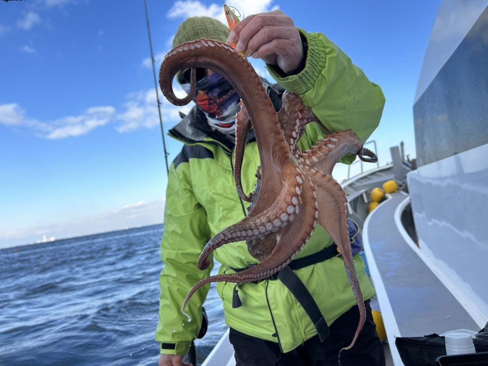 マダコ良いサイズ！