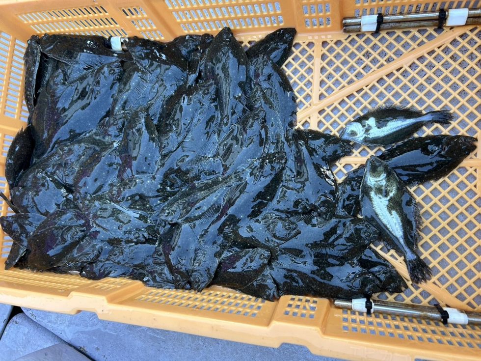 午後からヒラメ稚魚の放流。