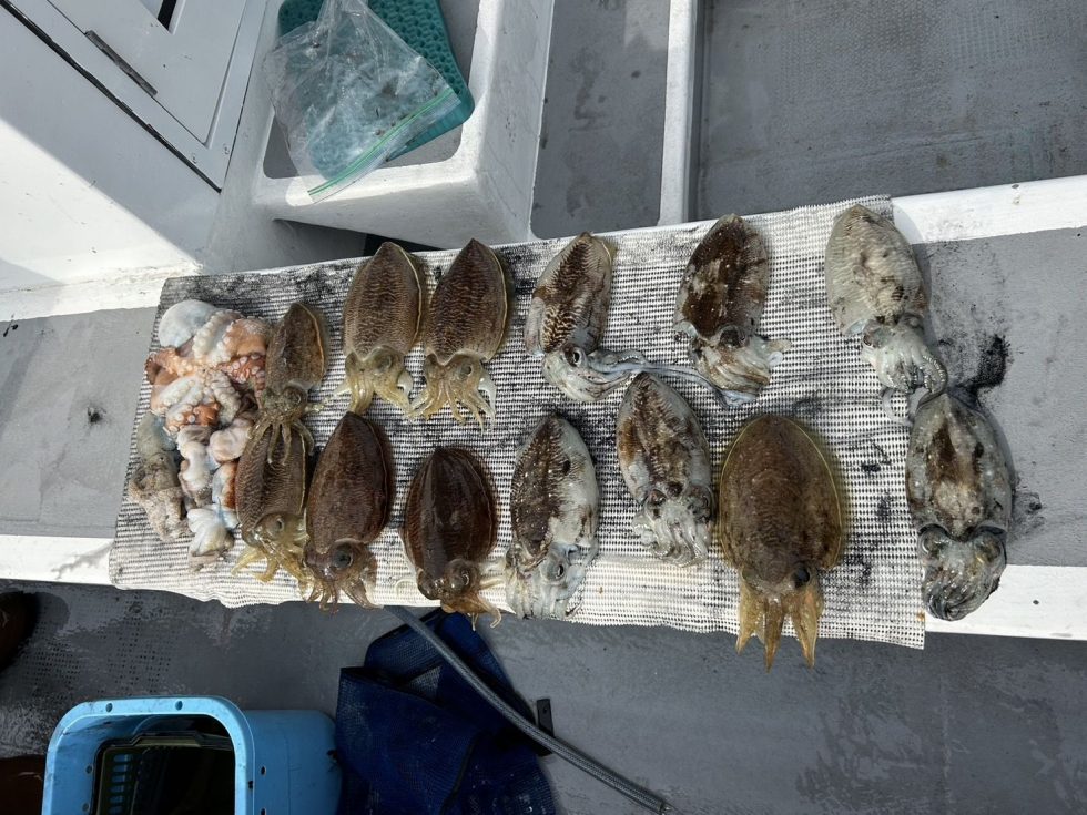 明日(土)コウイカかなり空き多数、是非どうぞ