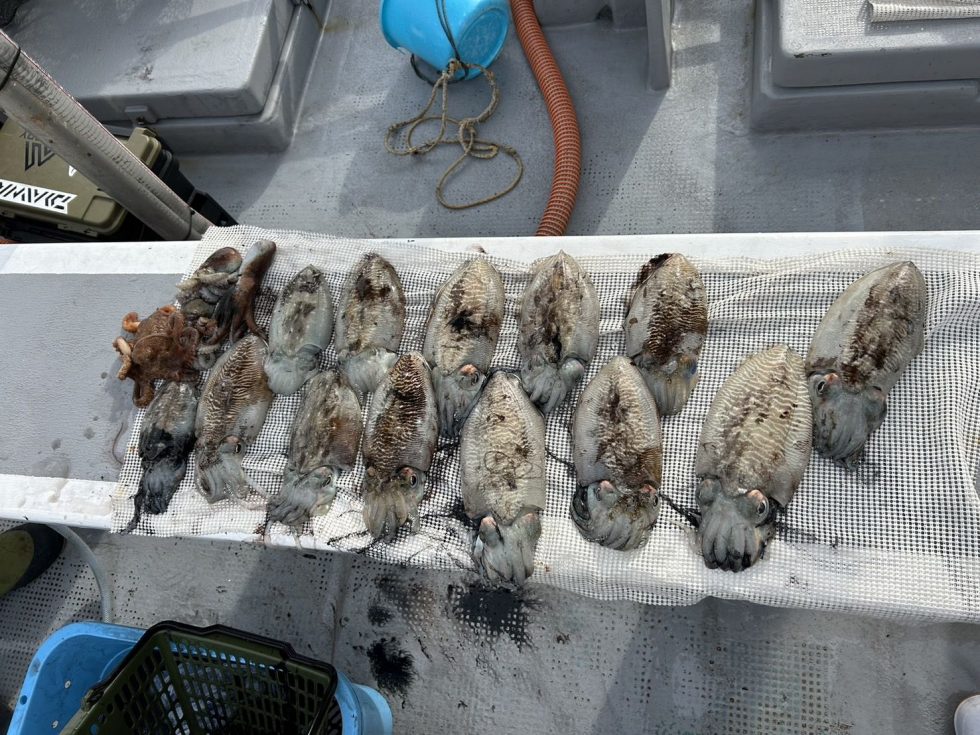 入れ乗りタイムは皆さんでタモすくい協力お願いします！