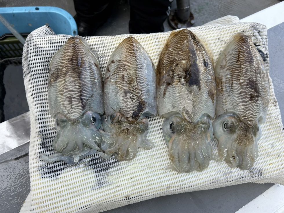 明日(火)も出船確定しました！かなり空きです