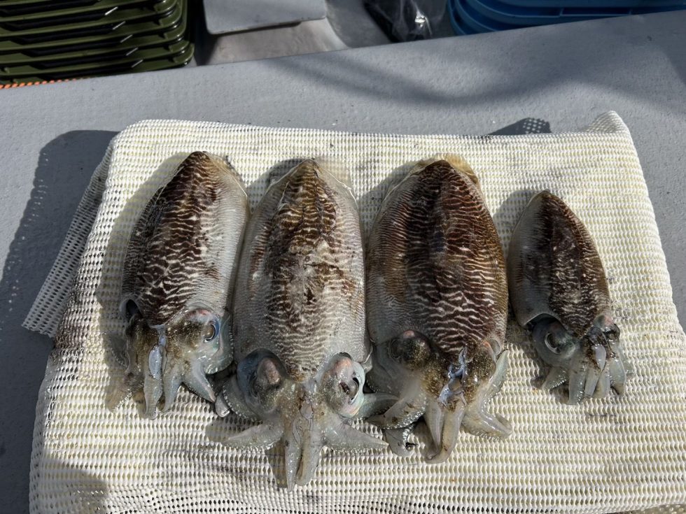 明日(火)コウイカ出船確定！泳がせ募集中！是非どうぞ！