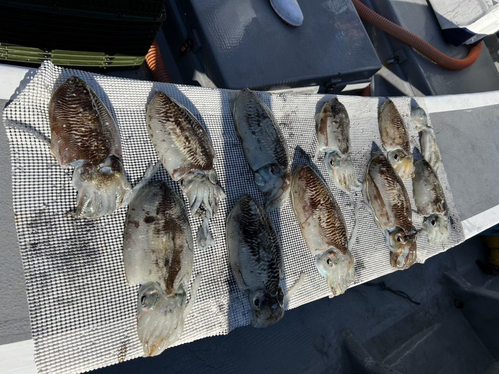 今日も伊勢湾コウイカ釣り当店１隻だけの出船でやり易かったです