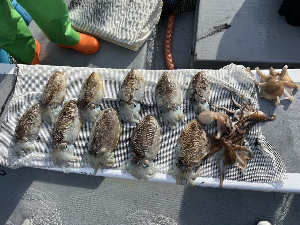 肉厚絶品コウイカチャンス！