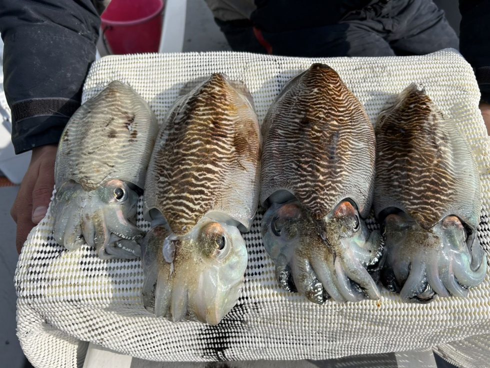 明日(金)コウイカ出船確定！空き多数