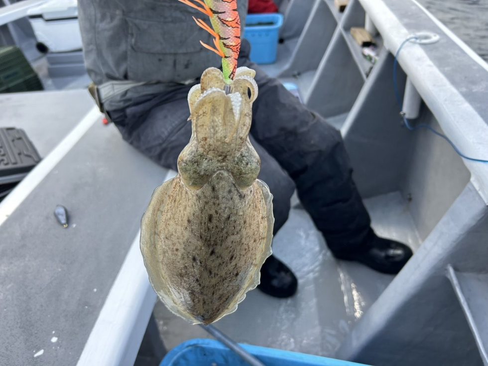 明日(金)も楽しみなコウイカです！