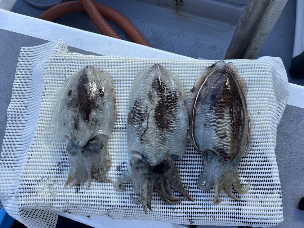 明日３０日コウイカ釣り出船確定