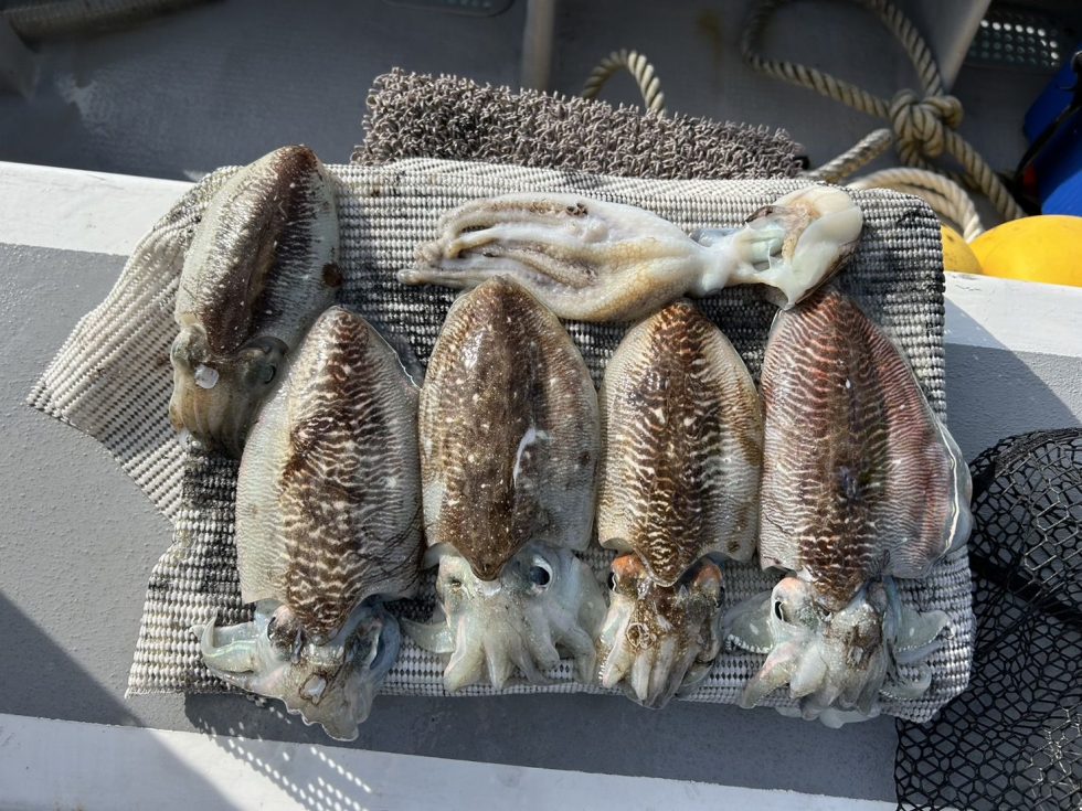 絶品肉厚コウイカ!