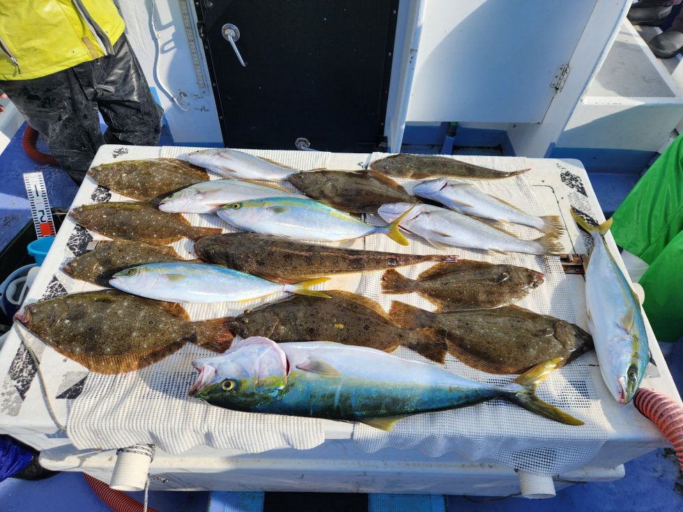 イワシ泳がせ好調ー！