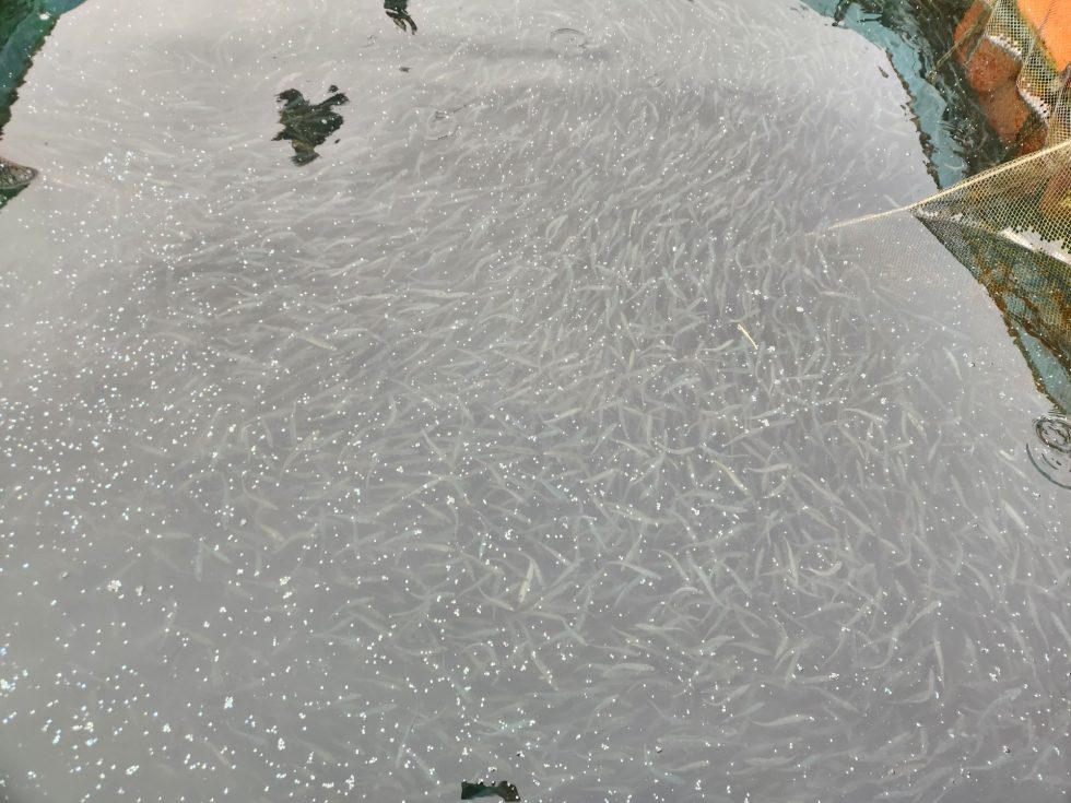 活きイワシ続々入荷！泳がせ釣りも出船中！