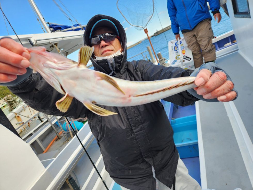 明日(日)コウイカ出船(かなり空き多数)、泳がせ出船!