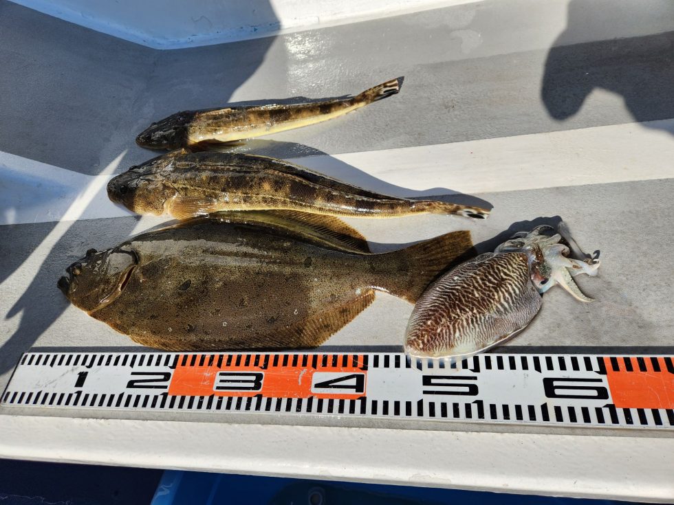 肉厚ヒラメチャンス!