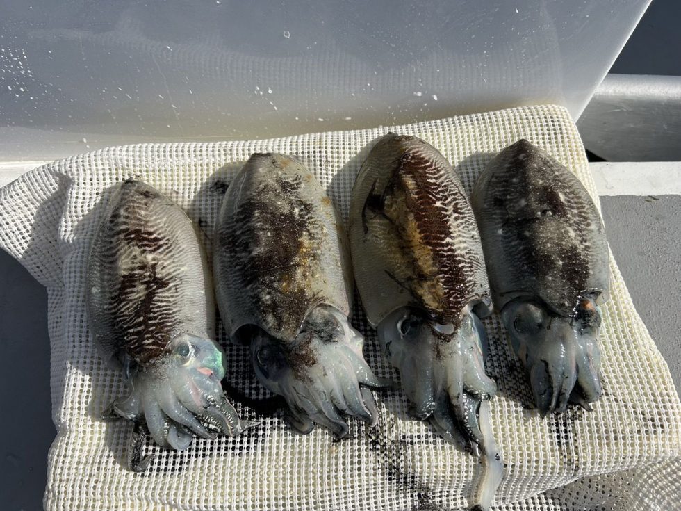 絶品コウイカチャンス！