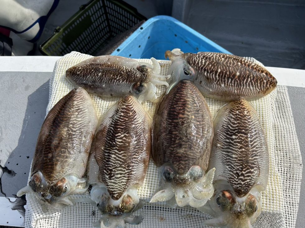 船中凄い数あがりましたよ！