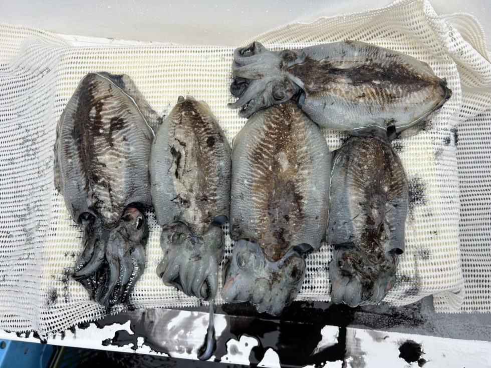 竿頭の方は写真撮る前に帰ってしまいました