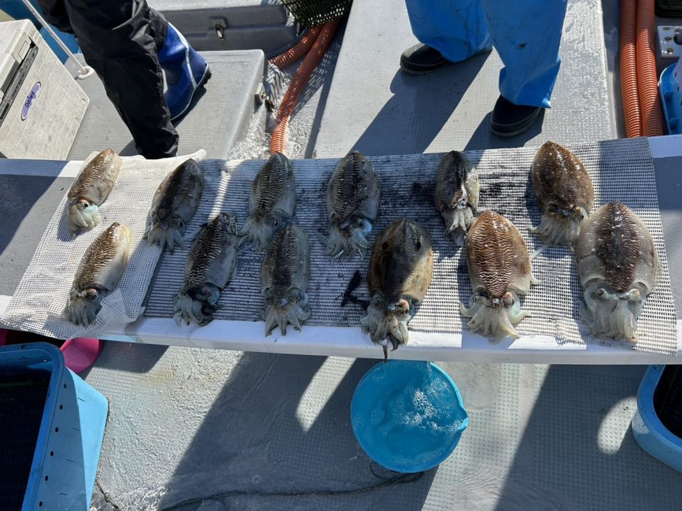 第十一忠栄丸　船中コウイカ５１杯とぼこぼこでした！