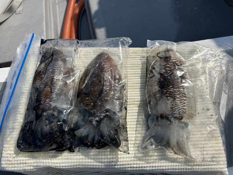 明日からも楽しみ！朝の飛び入りOK