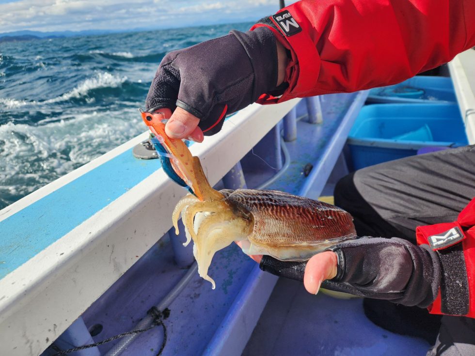 キビナゴ巻き強いですね