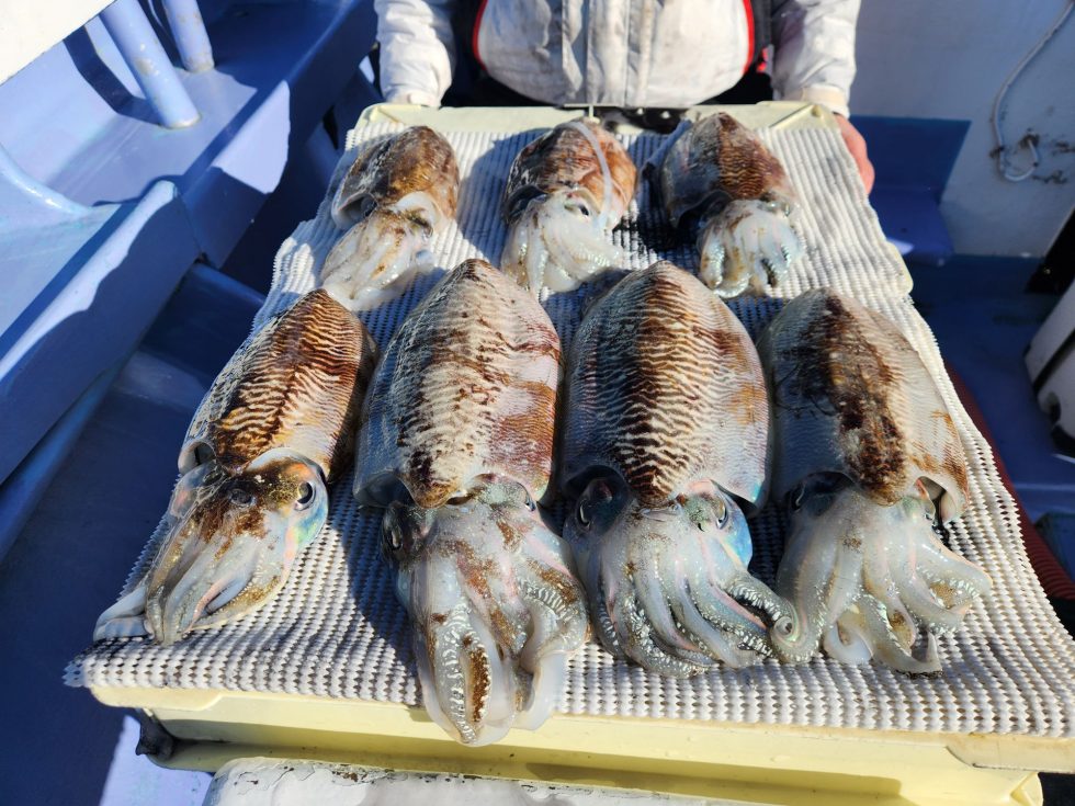 肉厚コウイカが凄い!